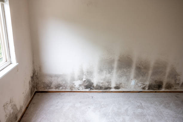 Best Mold Odor Removal Services  in Tellico Plains, TN